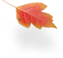 Autumn Leaf